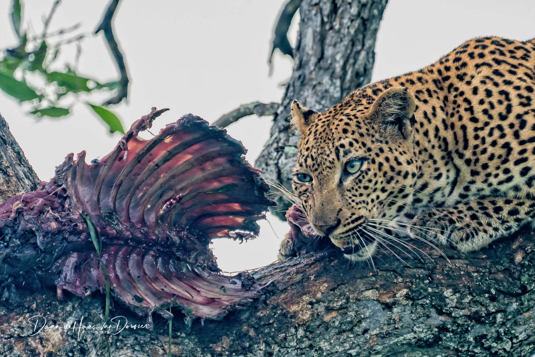 Luipaard met kill. Krugerpark ,Zuid-Afrika