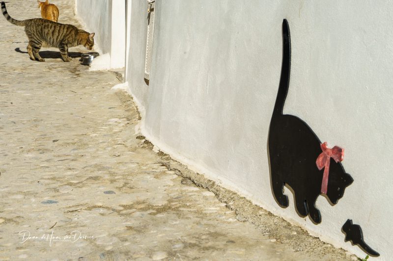 Katten in Albir, Spanje