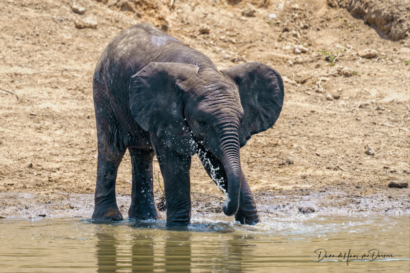 Jonge olifant speelt met het water