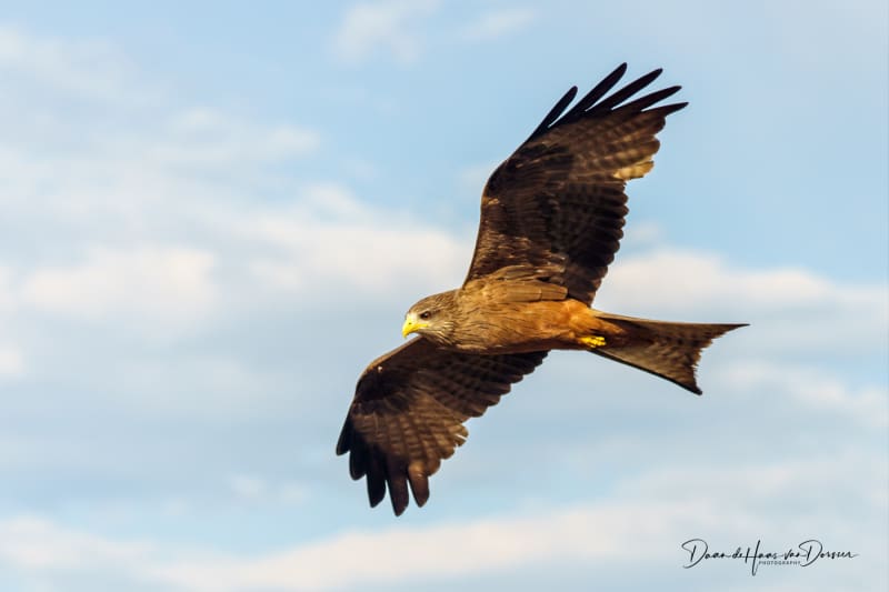 Kite