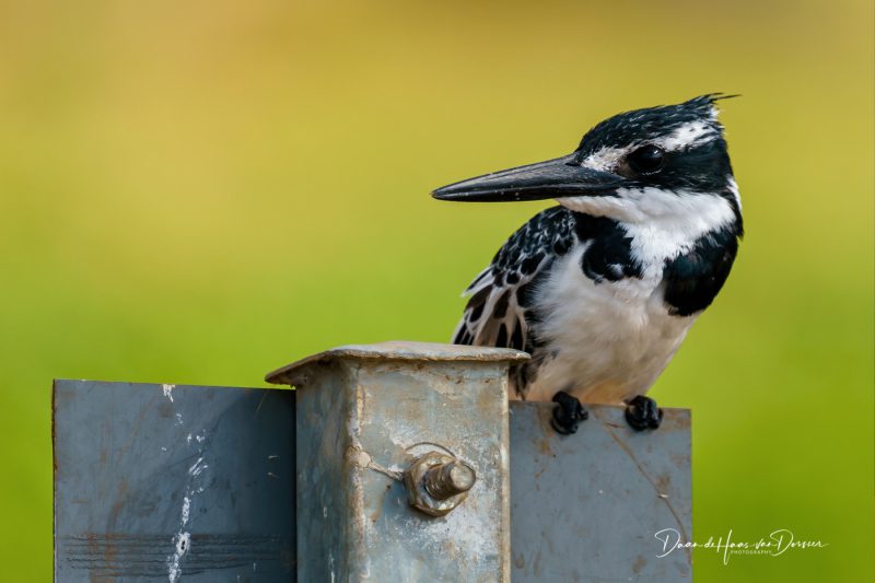 Pied IJsvogel