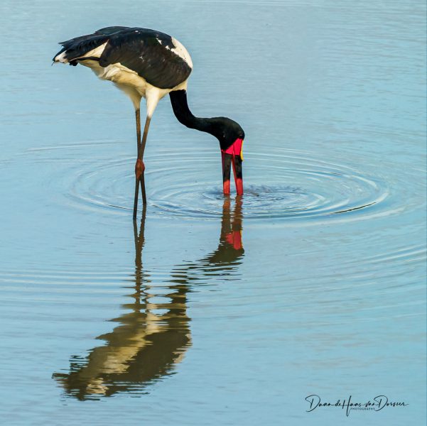 Saddle billed stork (ooievaar)