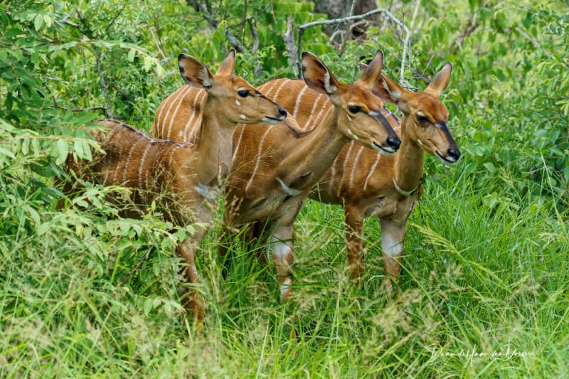 Nyala dames in de bosjes