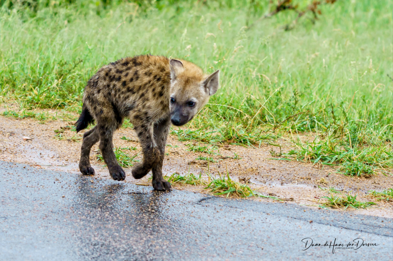 Jonge hyena lans de weg