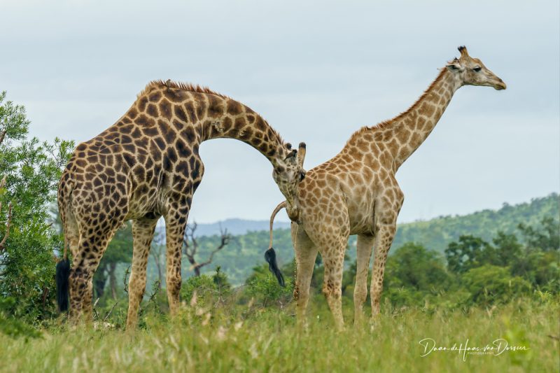 Giraffen