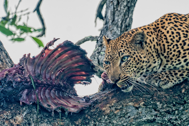 Luipaard met impala kill in boom 2