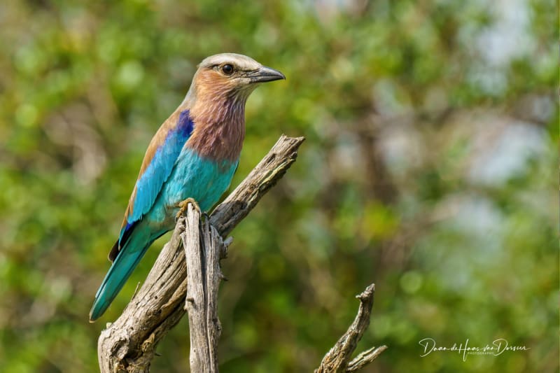 European roller op een tak