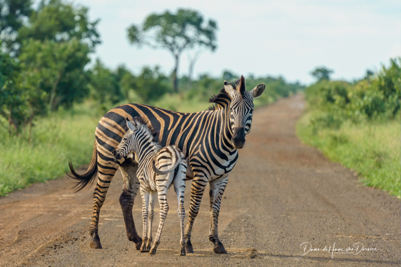 Zebra met jong op de weg