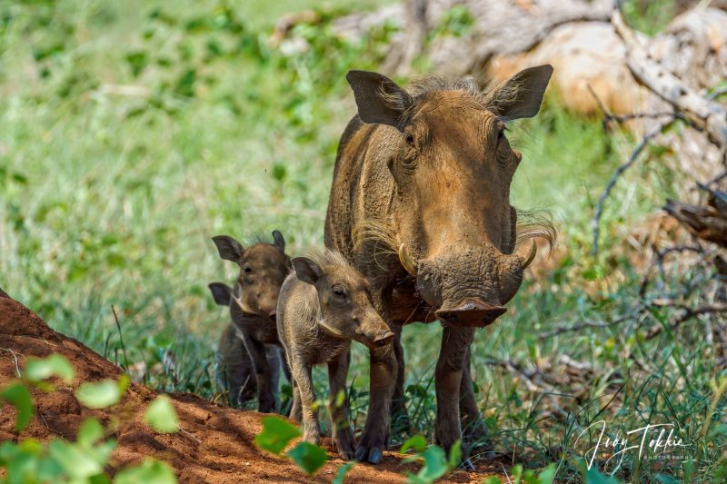Pumba (wrattenzwijn) met jongen