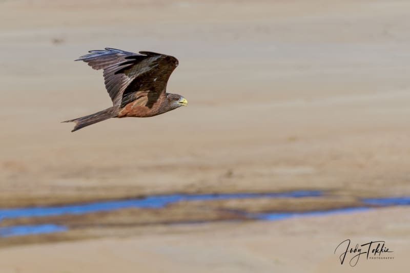 Kite