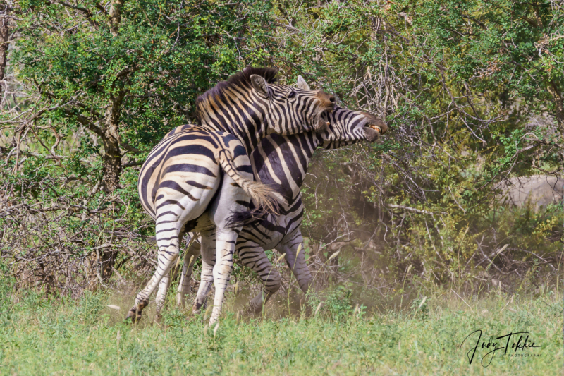 Vechtende zebra's