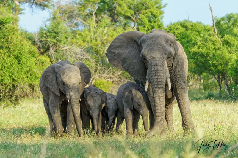 4 generaties olifant