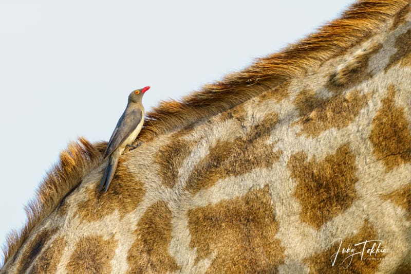 Giraf met oxpecker op de rug.
