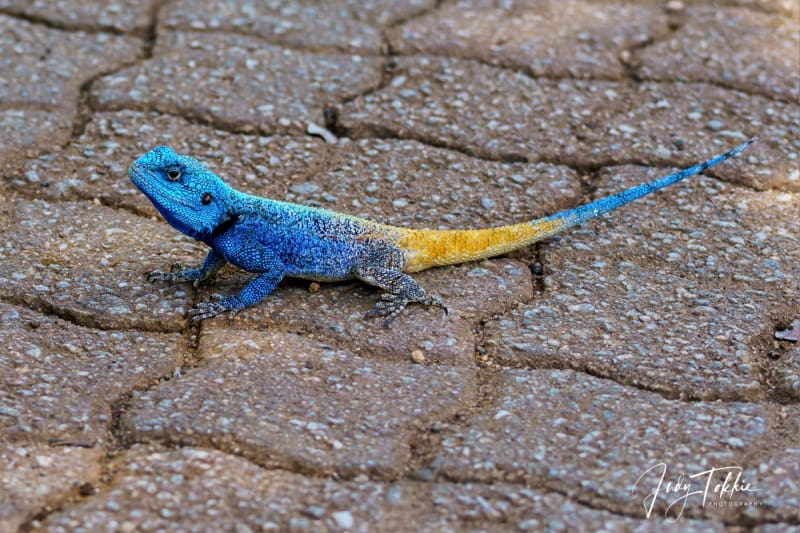 Akagama